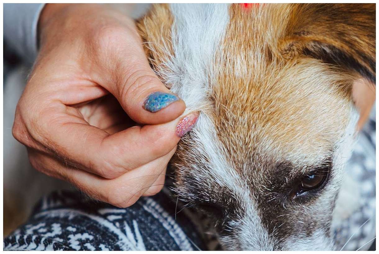 Trymowanie Hodowla Jack Russell Terrier z Todrykowa