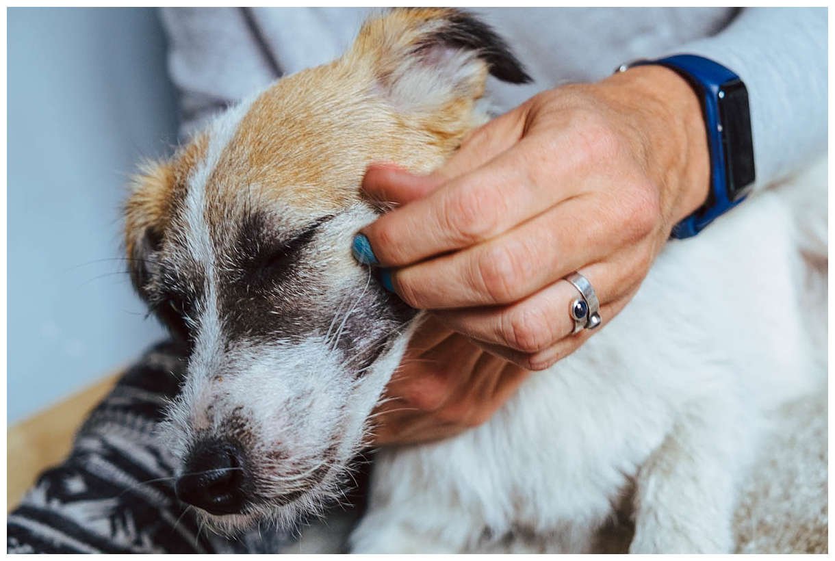 Trymowanie Hodowla Jack Russell Terrier z Todrykowa