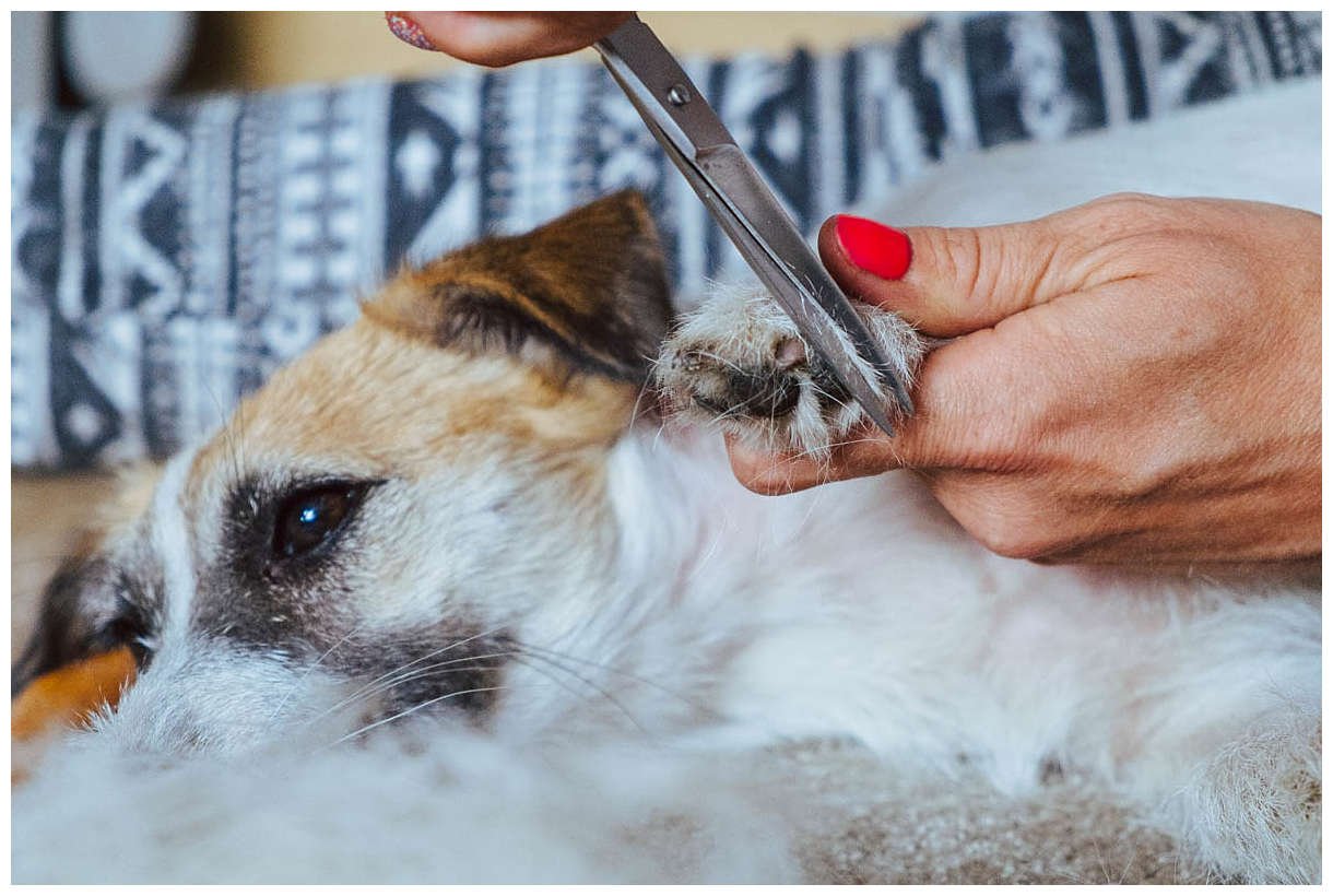 Trymowanie Hodowla Jack Russell Terrier z Todrykowa