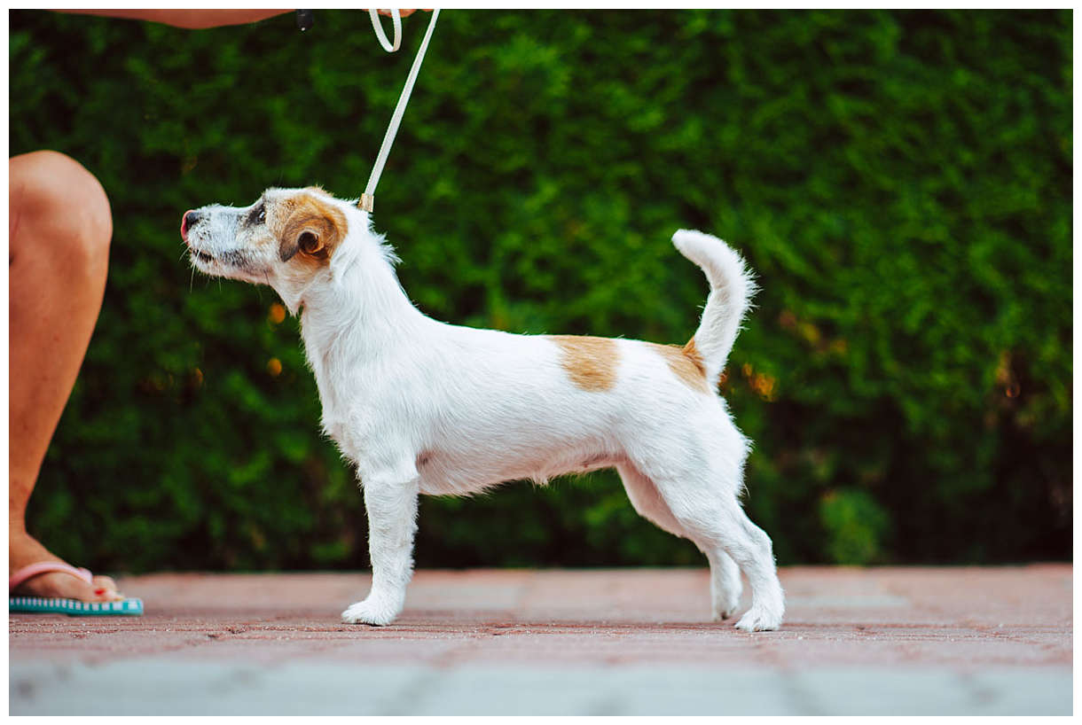 Trymowanie Hodowla Jack Russell Terrier z Todrykowa