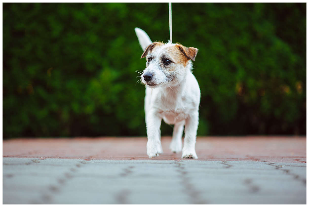 Trymowanie Hodowla Jack Russell Terrier z Todrykowa