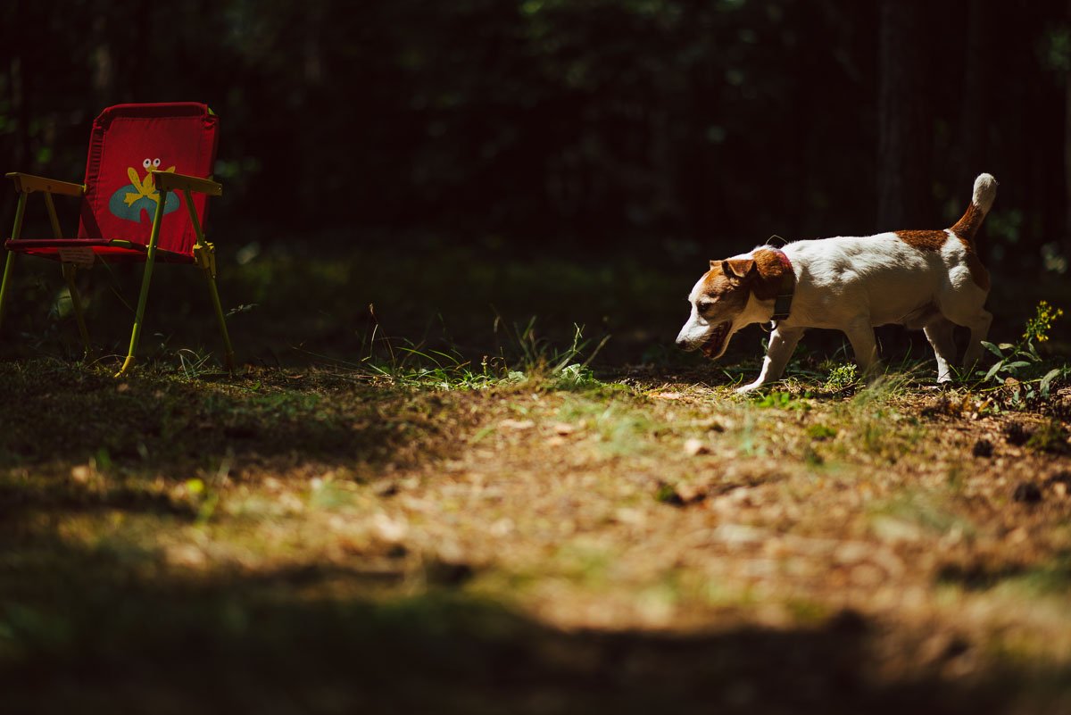 Hodowla z Todrykowa Jack Russell Terrier Wakacje 2018