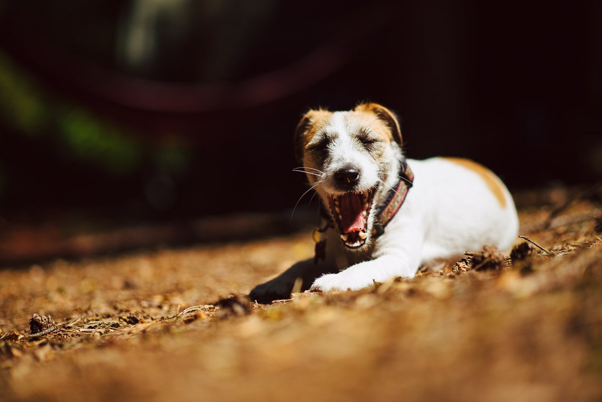 Hodowla z Todrykowa Jack Russell Terrier Wakacje 2018