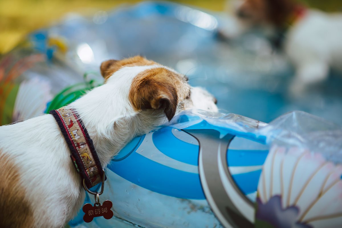 Hodowla z Todrykowa Jack Russell Terrier Wakacje 2018