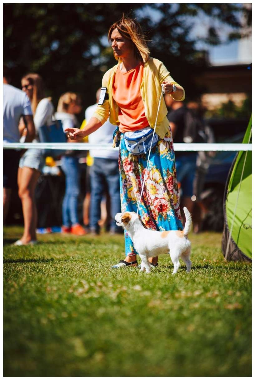 Hodowla z Todrykowa Jack Russell Terrier Wakacje 2018