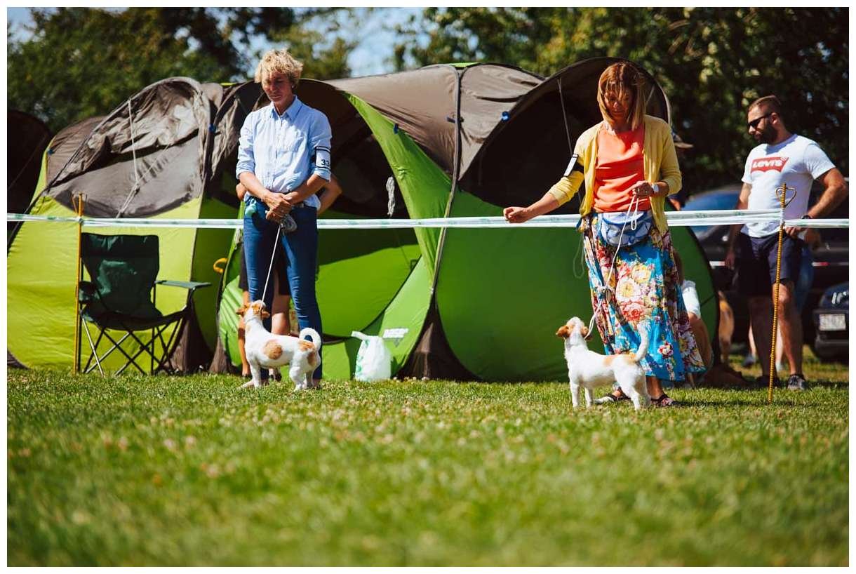 Hodowla z Todrykowa Jack Russell Terrier Wakacje 2018