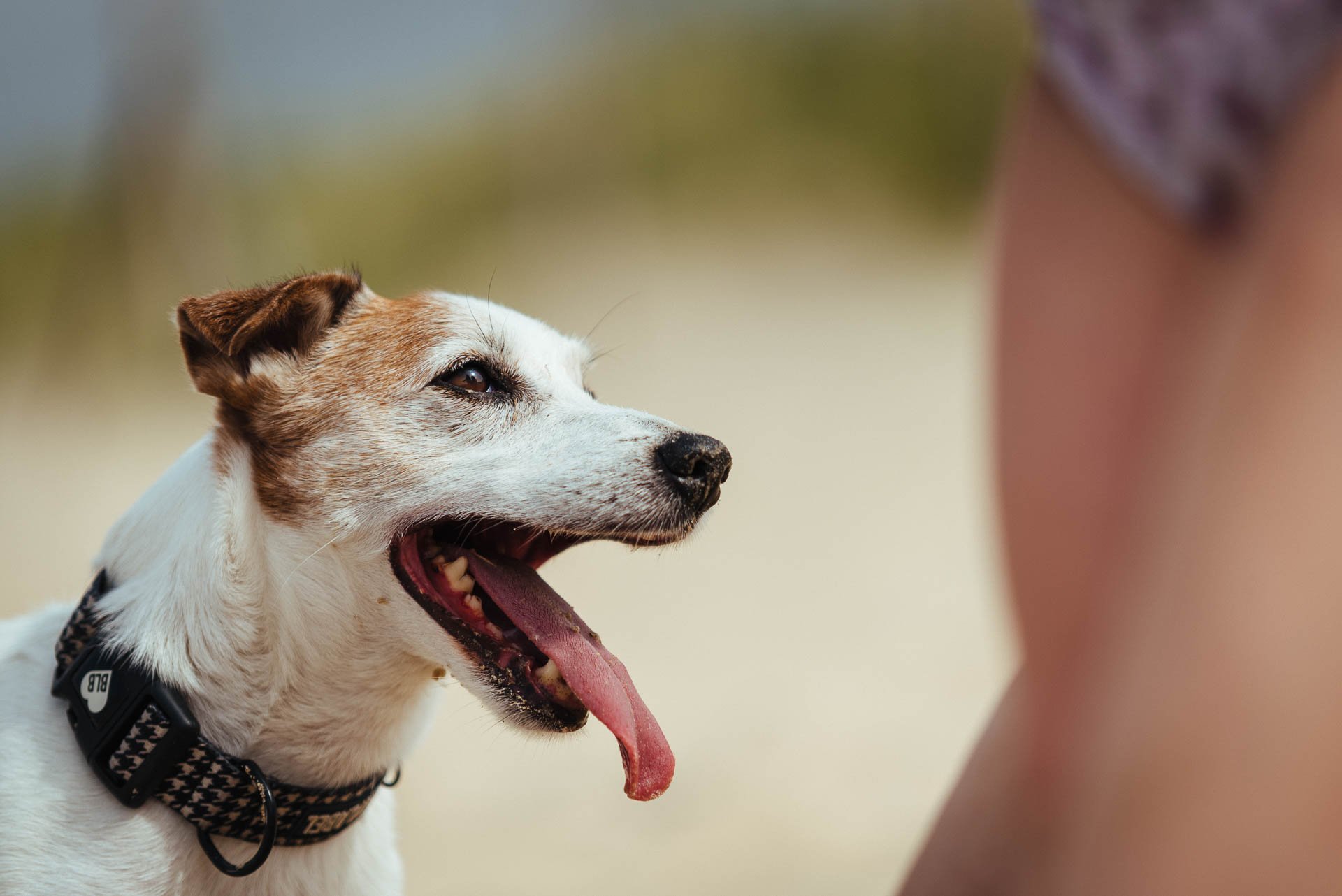 Hodowla Jack Russell Terrier z Todrykowa