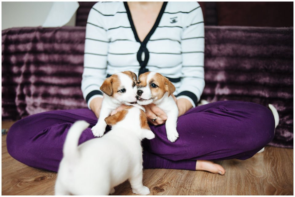 ZANIM PODEJMIESZ DECYZJĘ O ZAKUPIE SZCZENIAKA - Hodowla Jack Russell Terrier Z Todrykowa. Wiele osób planuje zakup szczeniaka długo przed jego pojawieniem się w domu. W celu podjęcia odpowiedniej decyzji należy odpowiedzieć sobie szczerze na pytania poniżej.