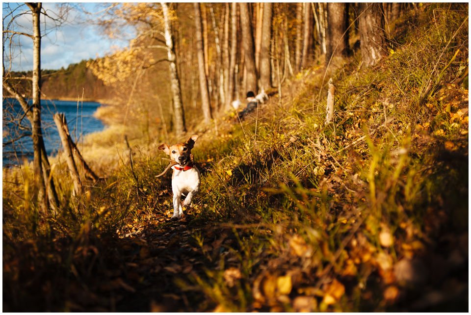 ŻYCIE Z JACKIEM - Hodowla Jack Russell Terrier Z Todrykowa. Cała strona naszej hodowli opisuje i ilustruje życie z Jackiem. Obejrzenie zdjęć i przeczytanie tekstów ta na pewno pewien obraz tego z jakimi psami żyjemy na co dzień. Jacki to psy o wielkim temperamencie i nierzadko oryginalnym charakterze