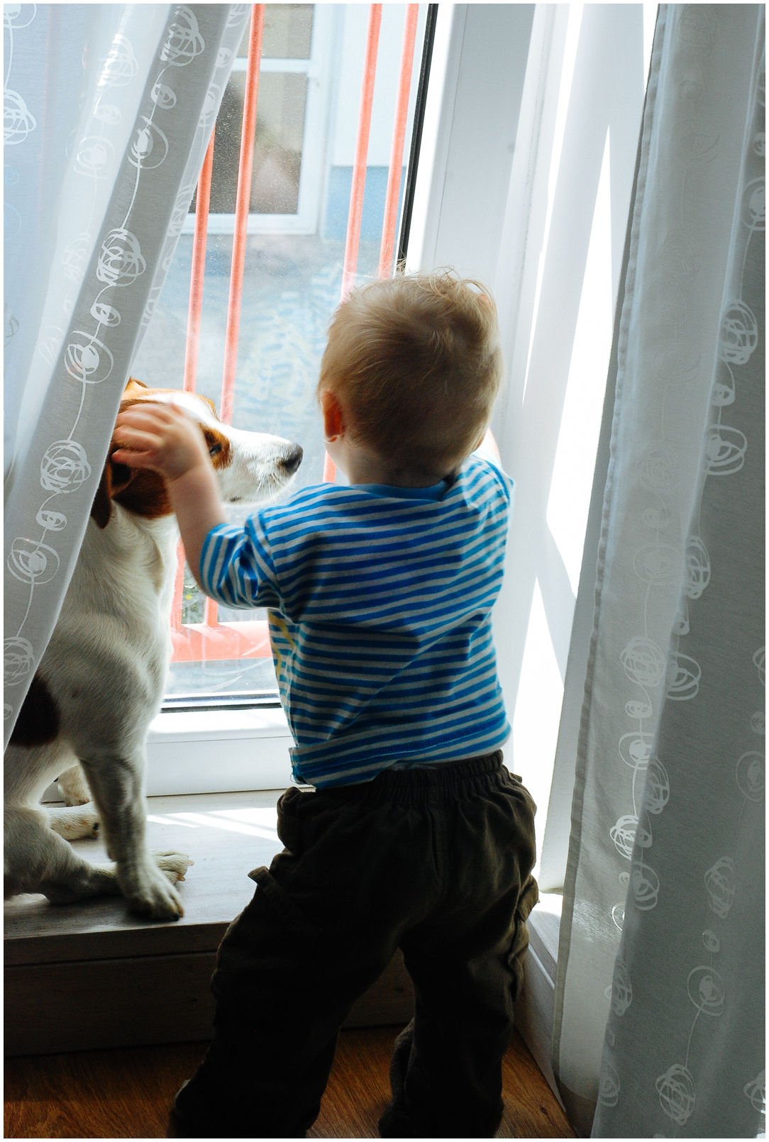 ŻYCIE Z JACKIEM - Hodowla Jack Russell Terrier Z Todrykowa. Cała strona naszej hodowli opisuje i ilustruje życie z Jackiem. Obejrzenie zdjęć i przeczytanie tekstów ta na pewno pewien obraz tego z jakimi psami żyjemy na co dzień. Jacki to psy o wielkim temperamencie i nierzadko oryginalnym charakterze