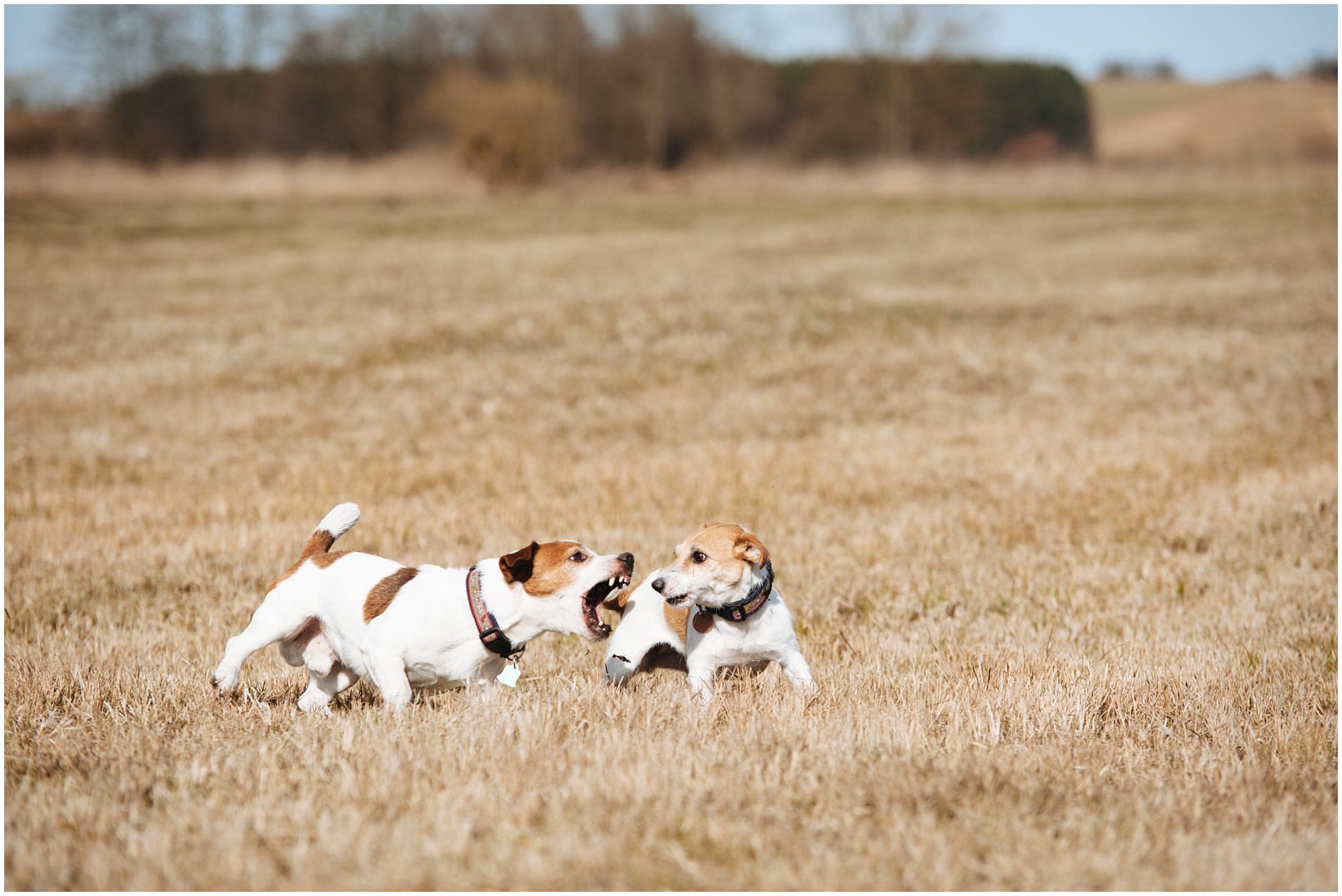 ŻYCIE Z JACKIEM - Hodowla Jack Russell Terrier Z Todrykowa. Cała strona naszej hodowli opisuje i ilustruje życie z Jackiem. Obejrzenie zdjęć i przeczytanie tekstów ta na pewno pewien obraz tego z jakimi psami żyjemy na co dzień. Jacki to psy o wielkim temperamencie i nierzadko oryginalnym charakterze