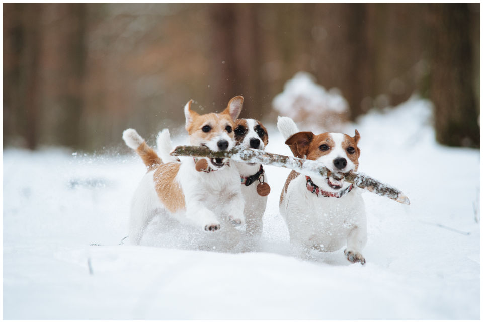 ŻYCIE Z JACKIEM - Hodowla Jack Russell Terrier Z Todrykowa. Cała strona naszej hodowli opisuje i ilustruje życie z Jackiem. Obejrzenie zdjęć i przeczytanie tekstów ta na pewno pewien obraz tego z jakimi psami żyjemy na co dzień. Jacki to psy o wielkim temperamencie i nierzadko oryginalnym charakterze