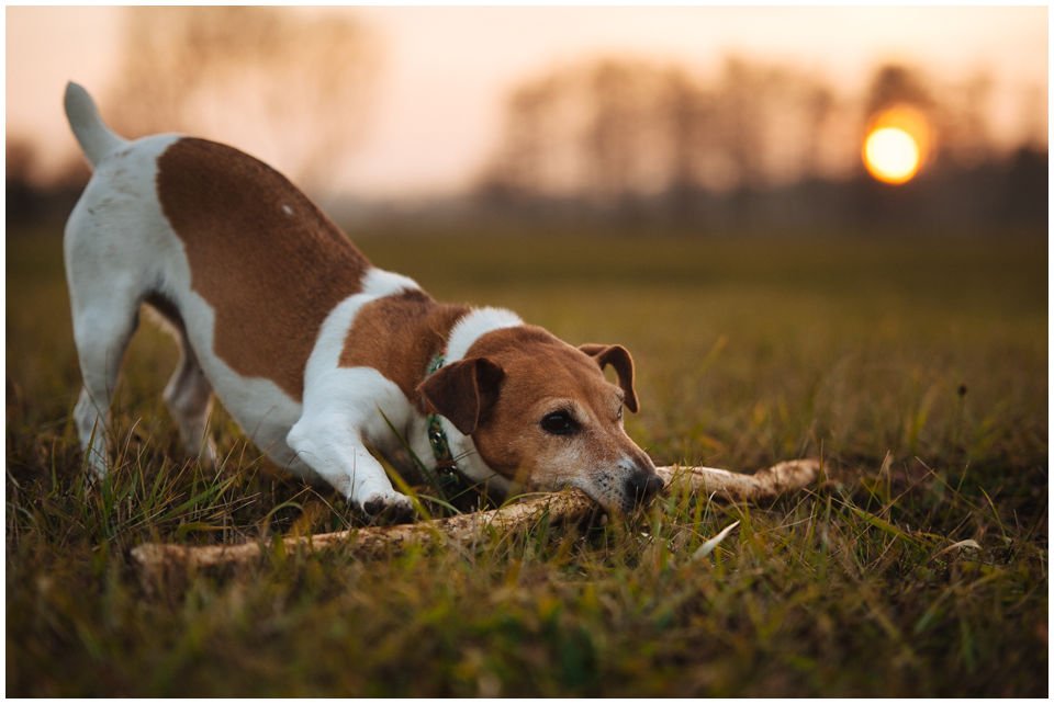 ŻYCIE Z JACKIEM - Hodowla Jack Russell Terrier Z Todrykowa. Cała strona naszej hodowli opisuje i ilustruje życie z Jackiem. Obejrzenie zdjęć i przeczytanie tekstów ta na pewno pewien obraz tego z jakimi psami żyjemy na co dzień. Jacki to psy o wielkim temperamencie i nierzadko oryginalnym charakterze