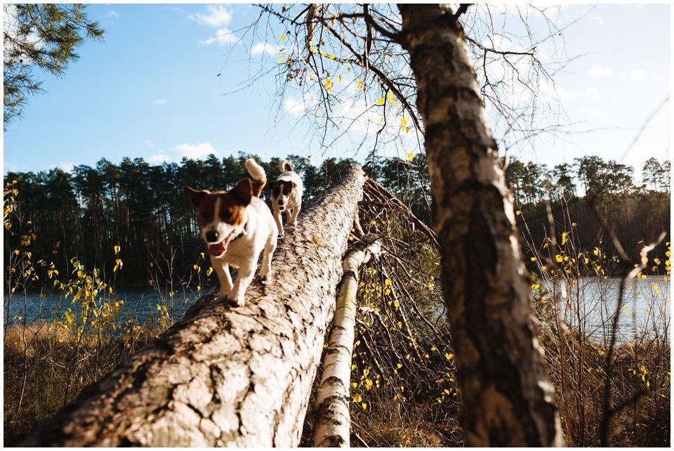 ŻYCIE Z JACKIEM - Hodowla Jack Russell Terrier Z Todrykowa. Cała strona naszej hodowli opisuje i ilustruje życie z Jackiem. Obejrzenie zdjęć i przeczytanie tekstów ta na pewno pewien obraz tego z jakimi psami żyjemy na co dzień. Jacki to psy o wielkim temperamencie i nierzadko oryginalnym charakterze