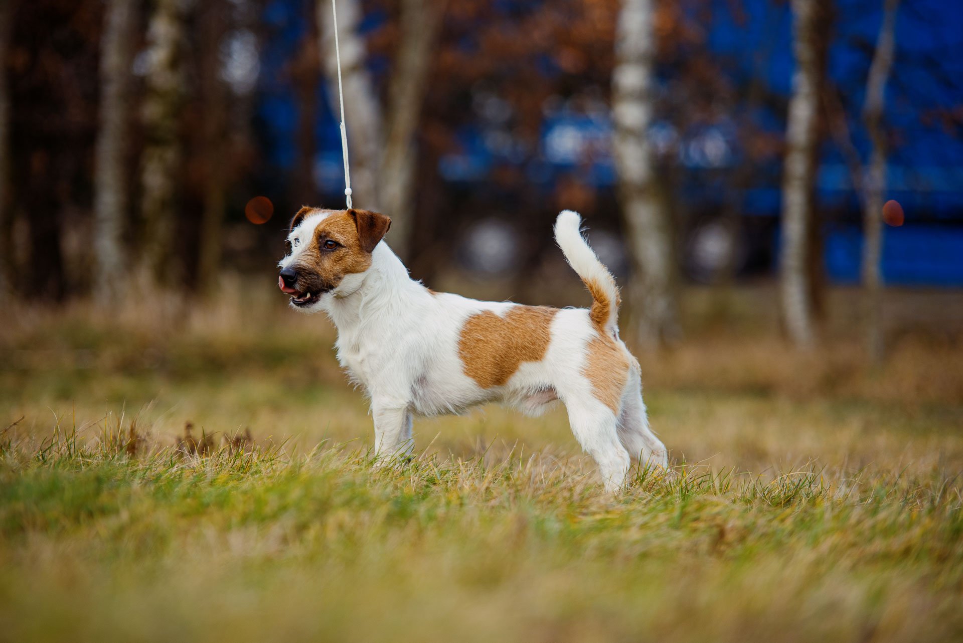 Hodowla Jack Russell Terrier z Todrykowa