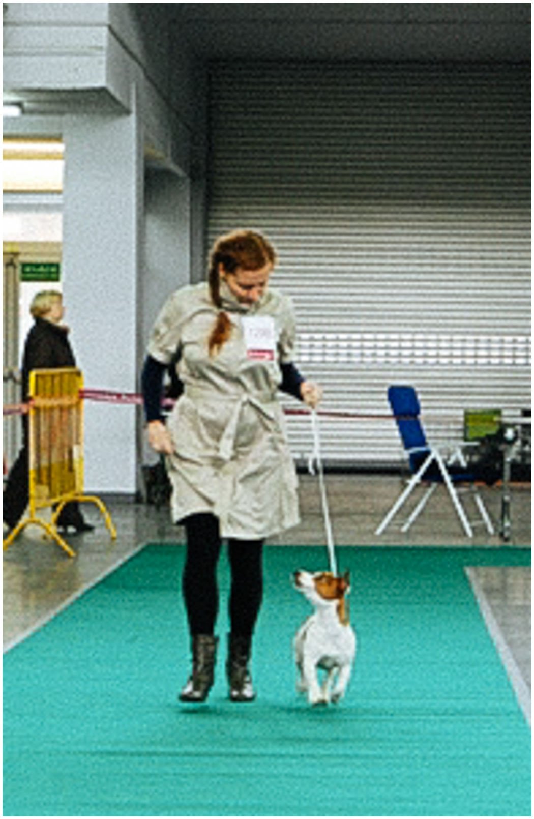 Bronco Bill Drapichrust - Hodowla Jack Russell Terrier Z Todrykowa. Cechy charakterystyczne: dobrze umięśniony, silny pies, pięknie wybarwiony – przekazuje głęboki kolor, doskonały w pracy z człowiekiem, radosny i zrównoważony samiec