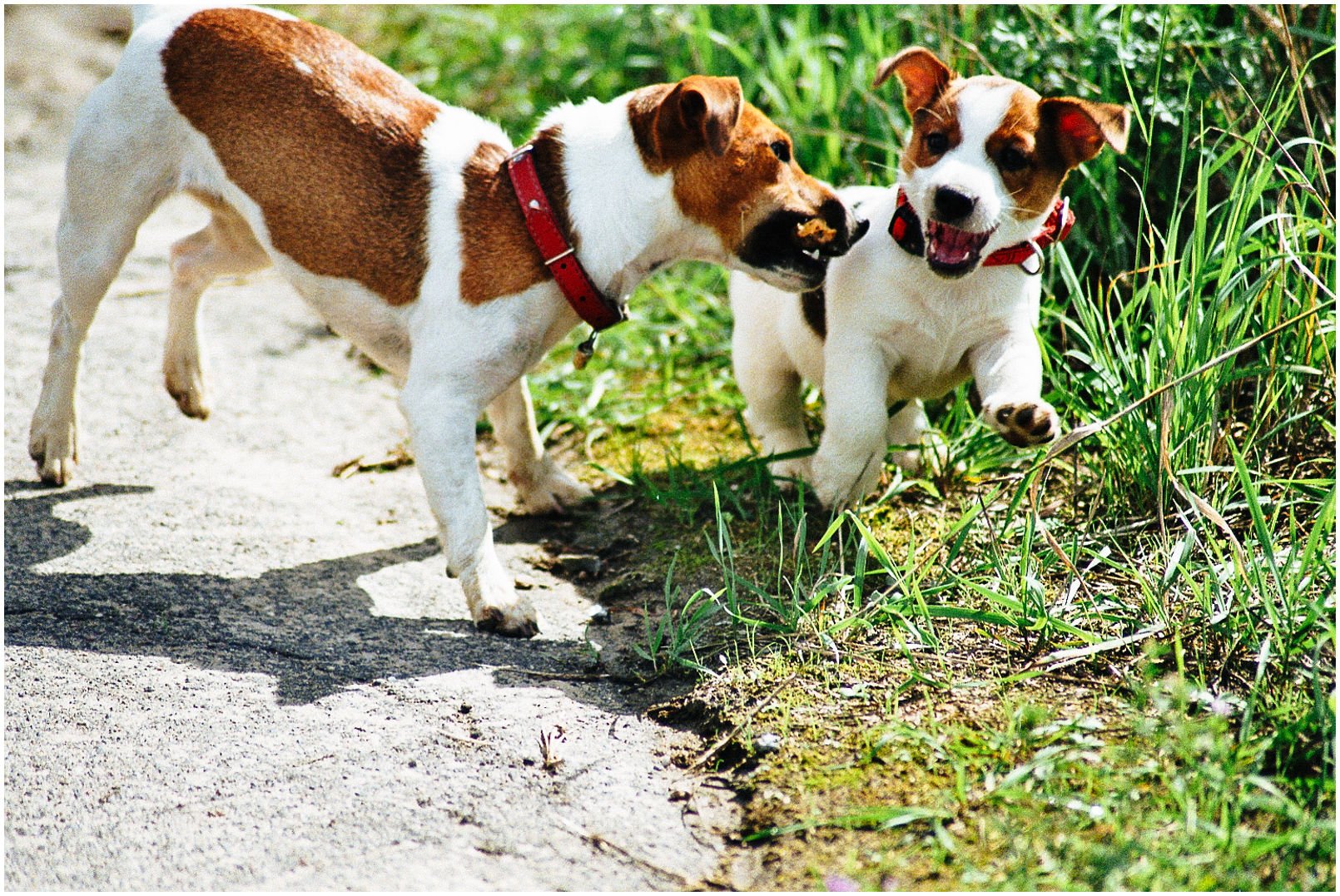 Bronco Bill Drapichrust - Hodowla Jack Russell Terrier Z Todrykowa. Cechy charakterystyczne: dobrze umięśniony, silny pies, pięknie wybarwiony – przekazuje głęboki kolor, doskonały w pracy z człowiekiem, radosny i zrównoważony samiec