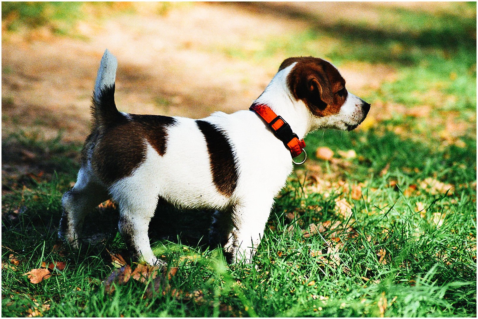 Bronco Bill Drapichrust - Hodowla Jack Russell Terrier Z Todrykowa. Cechy charakterystyczne: dobrze umięśniony, silny pies, pięknie wybarwiony – przekazuje głęboki kolor, doskonały w pracy z człowiekiem, radosny i zrównoważony samiec