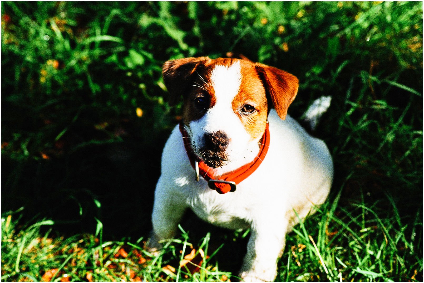 Bronco Bill Drapichrust - Hodowla Jack Russell Terrier Z Todrykowa. Cechy charakterystyczne: dobrze umięśniony, silny pies, pięknie wybarwiony – przekazuje głęboki kolor, doskonały w pracy z człowiekiem, radosny i zrównoważony samiec