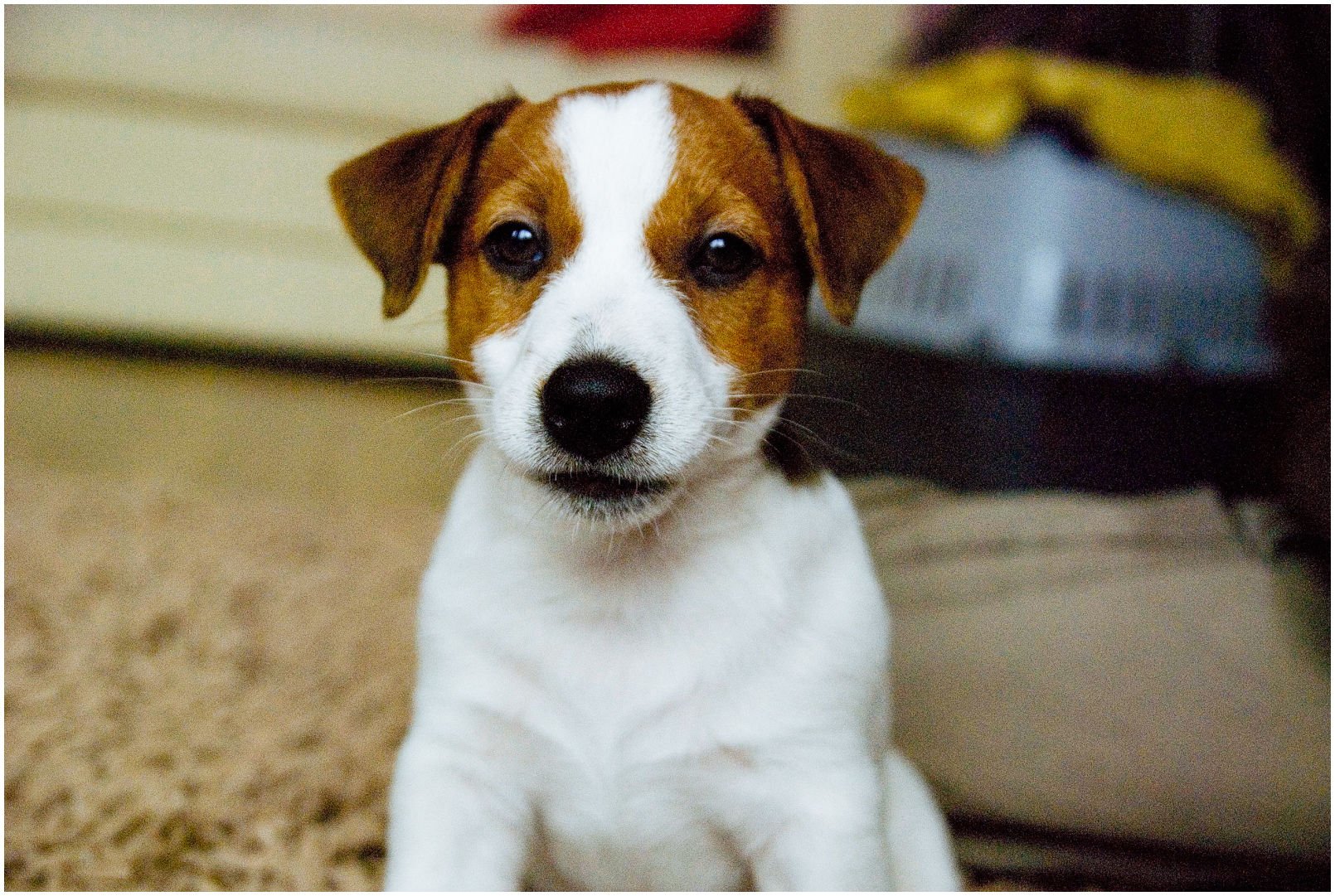 Bronco Bill Drapichrust - Hodowla Jack Russell Terrier Z Todrykowa. Cechy charakterystyczne: dobrze umięśniony, silny pies, pięknie wybarwiony – przekazuje głęboki kolor, doskonały w pracy z człowiekiem, radosny i zrównoważony samiec