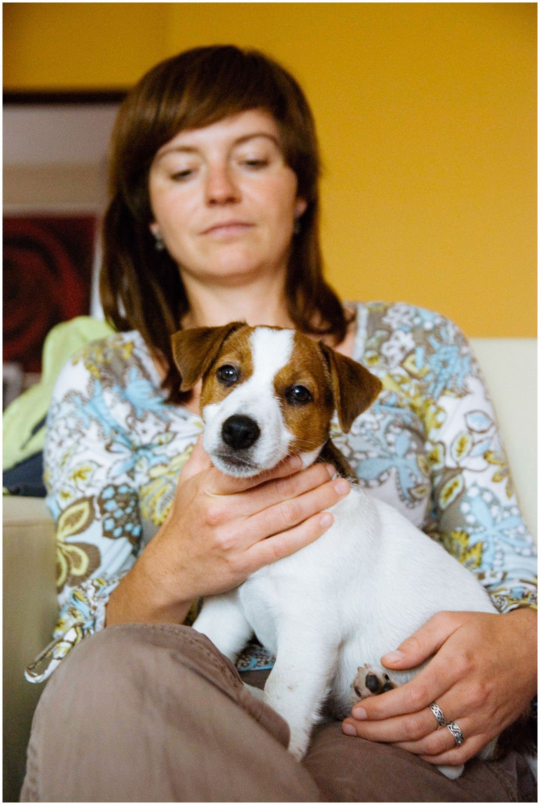 Bronco Bill Drapichrust - Hodowla Jack Russell Terrier Z Todrykowa. Cechy charakterystyczne: dobrze umięśniony, silny pies, pięknie wybarwiony – przekazuje głęboki kolor, doskonały w pracy z człowiekiem, radosny i zrównoważony samiec