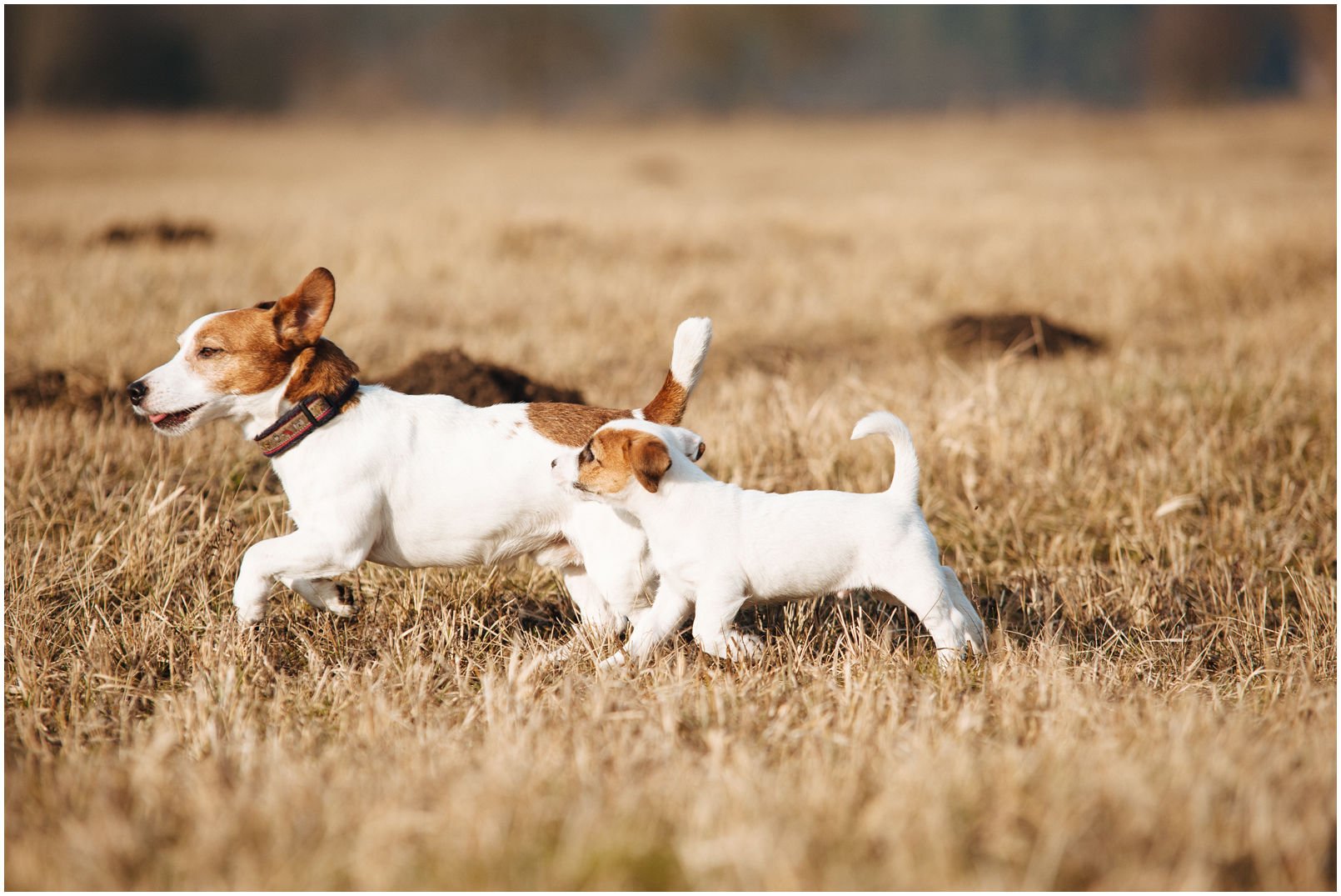 Bronco Bill Drapichrust - Hodowla Jack Russell Terrier Z Todrykowa. Cechy charakterystyczne: dobrze umięśniony, silny pies, pięknie wybarwiony – przekazuje głęboki kolor, doskonały w pracy z człowiekiem, radosny i zrównoważony samiec