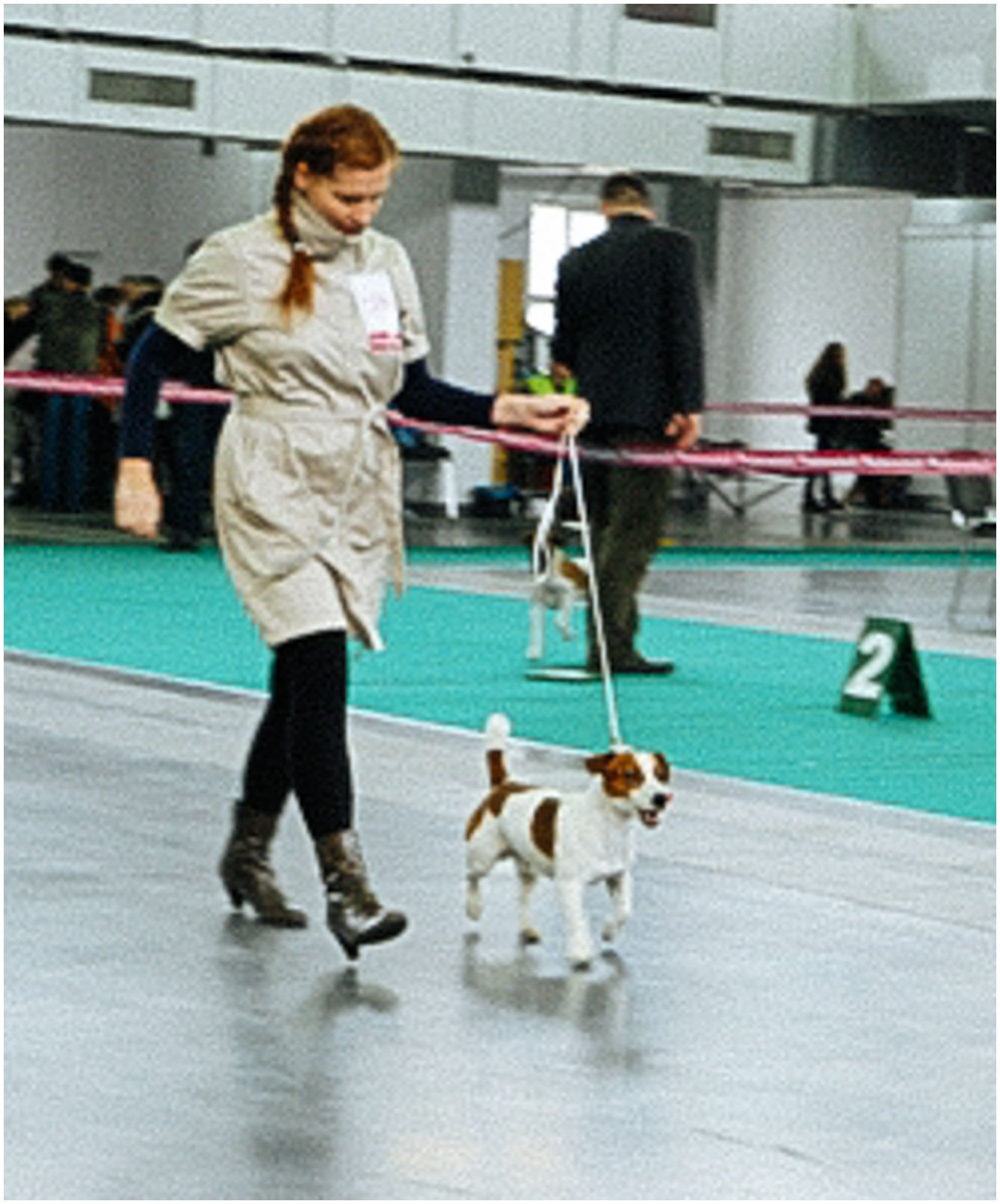 Bronco Bill Drapichrust - Hodowla Jack Russell Terrier Z Todrykowa. Cechy charakterystyczne: dobrze umięśniony, silny pies, pięknie wybarwiony – przekazuje głęboki kolor, doskonały w pracy z człowiekiem, radosny i zrównoważony samiec