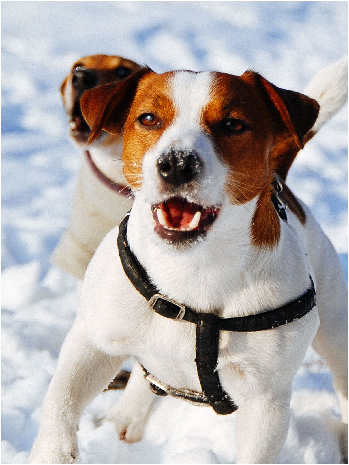 Bronco Bill Drapichrust - Hodowla Jack Russell Terrier Z Todrykowa. Cechy charakterystyczne: dobrze umięśniony, silny pies, pięknie wybarwiony – przekazuje głęboki kolor, doskonały w pracy z człowiekiem, radosny i zrównoważony samiec