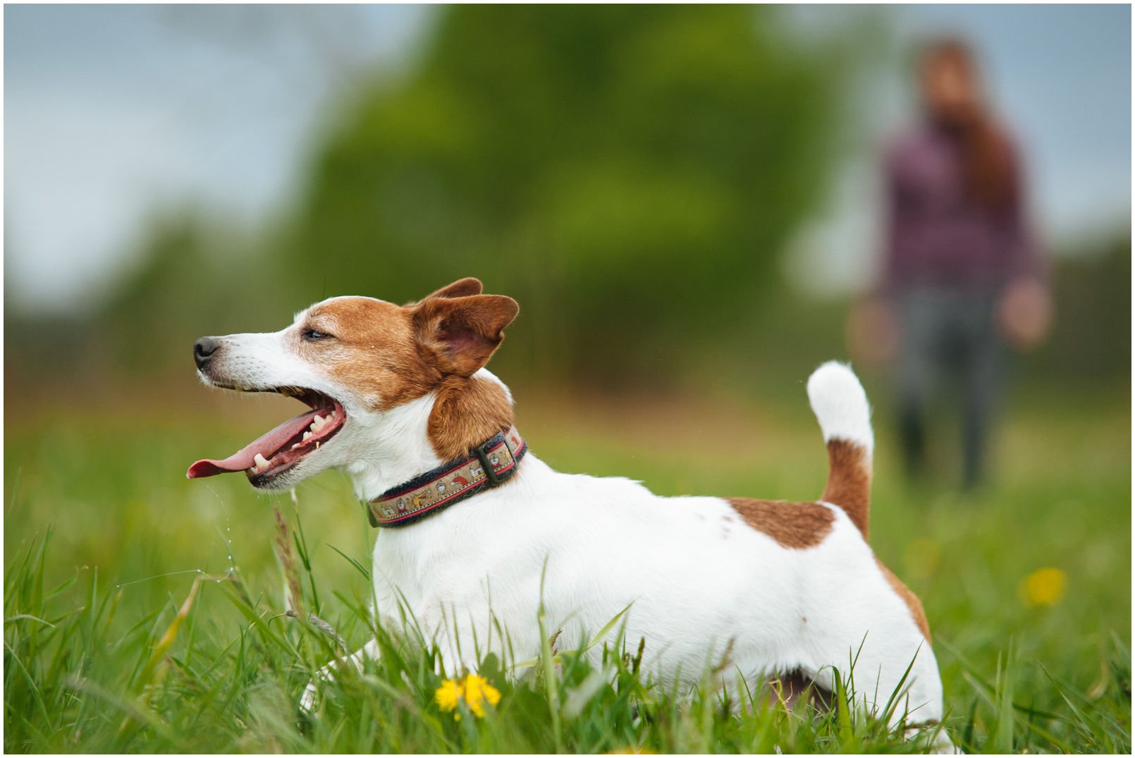 Bronco Bill Drapichrust - Hodowla Jack Russell Terrier Z Todrykowa. Cechy charakterystyczne: dobrze umięśniony, silny pies, pięknie wybarwiony – przekazuje głęboki kolor, doskonały w pracy z człowiekiem, radosny i zrównoważony samiec