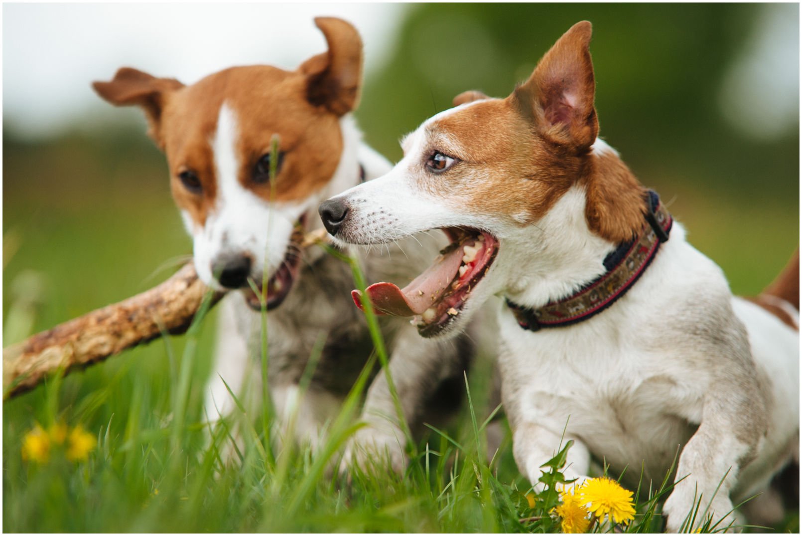 Bronco Bill Drapichrust - Hodowla Jack Russell Terrier Z Todrykowa. Cechy charakterystyczne: dobrze umięśniony, silny pies, pięknie wybarwiony – przekazuje głęboki kolor, doskonały w pracy z człowiekiem, radosny i zrównoważony samiec
