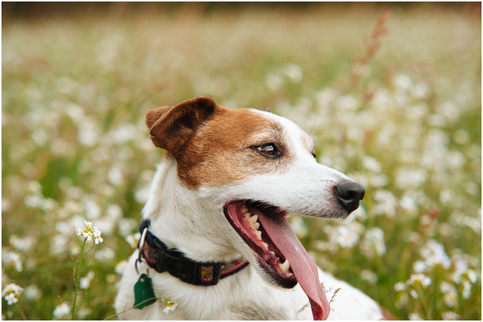 Bronco Bill Drapichrust - Hodowla Jack Russell Terrier Z Todrykowa. Cechy charakterystyczne: dobrze umięśniony, silny pies, pięknie wybarwiony – przekazuje głęboki kolor, doskonały w pracy z człowiekiem, radosny i zrównoważony samiec