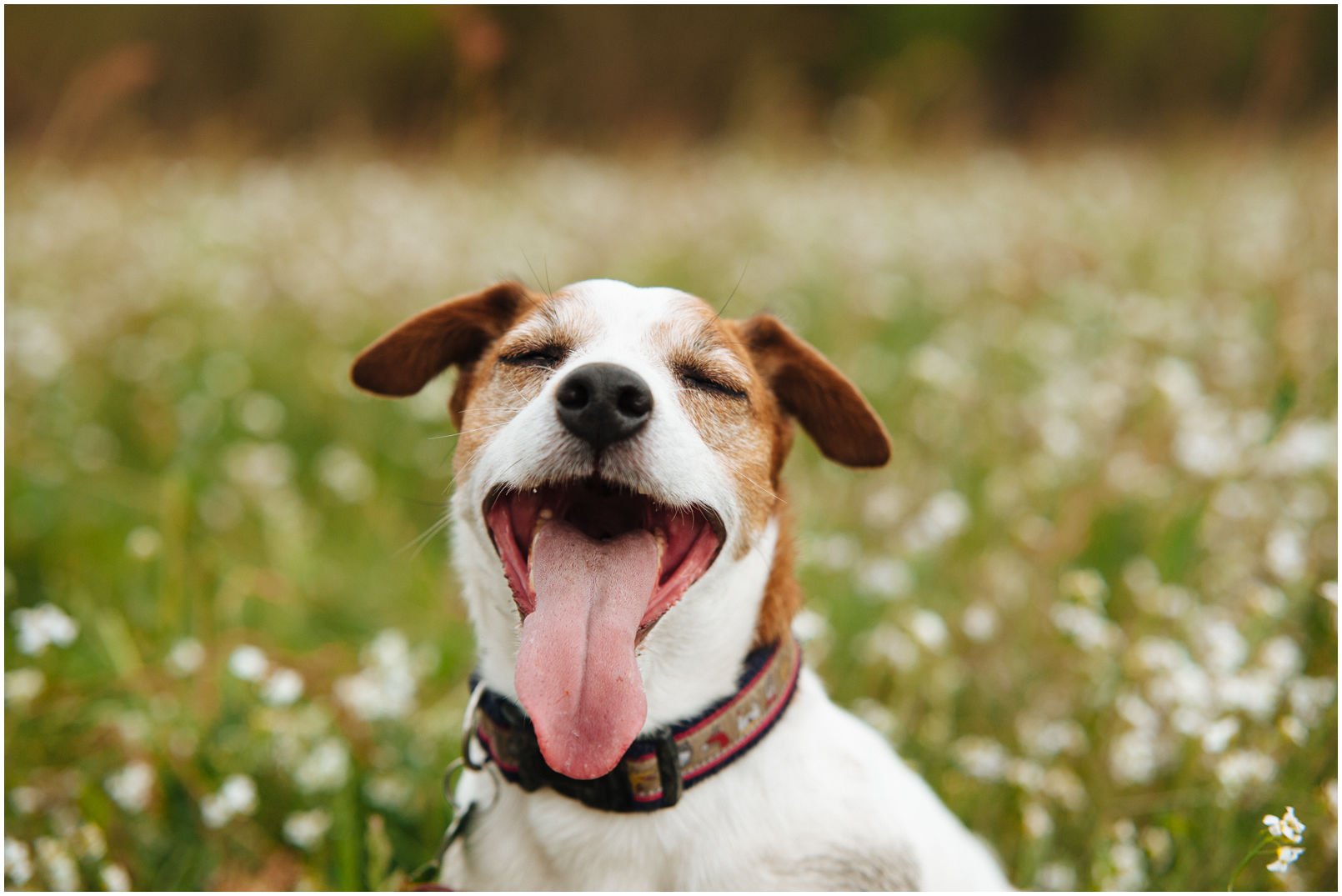 Bronco Bill Drapichrust - Hodowla Jack Russell Terrier Z Todrykowa. Cechy charakterystyczne: dobrze umięśniony, silny pies, pięknie wybarwiony – przekazuje głęboki kolor, doskonały w pracy z człowiekiem, radosny i zrównoważony samiec