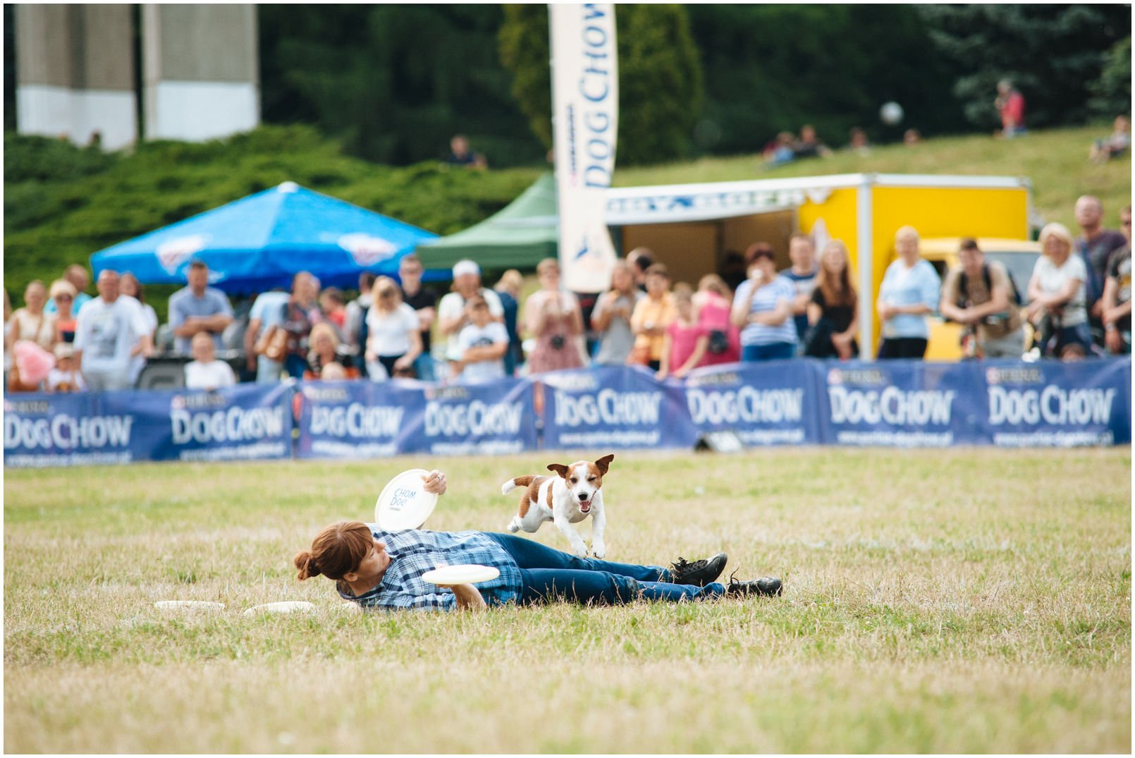 Bronco Bill Drapichrust - Hodowla Jack Russell Terrier Z Todrykowa. Cechy charakterystyczne: dobrze umięśniony, silny pies, pięknie wybarwiony – przekazuje głęboki kolor, doskonały w pracy z człowiekiem, radosny i zrównoważony samiec
