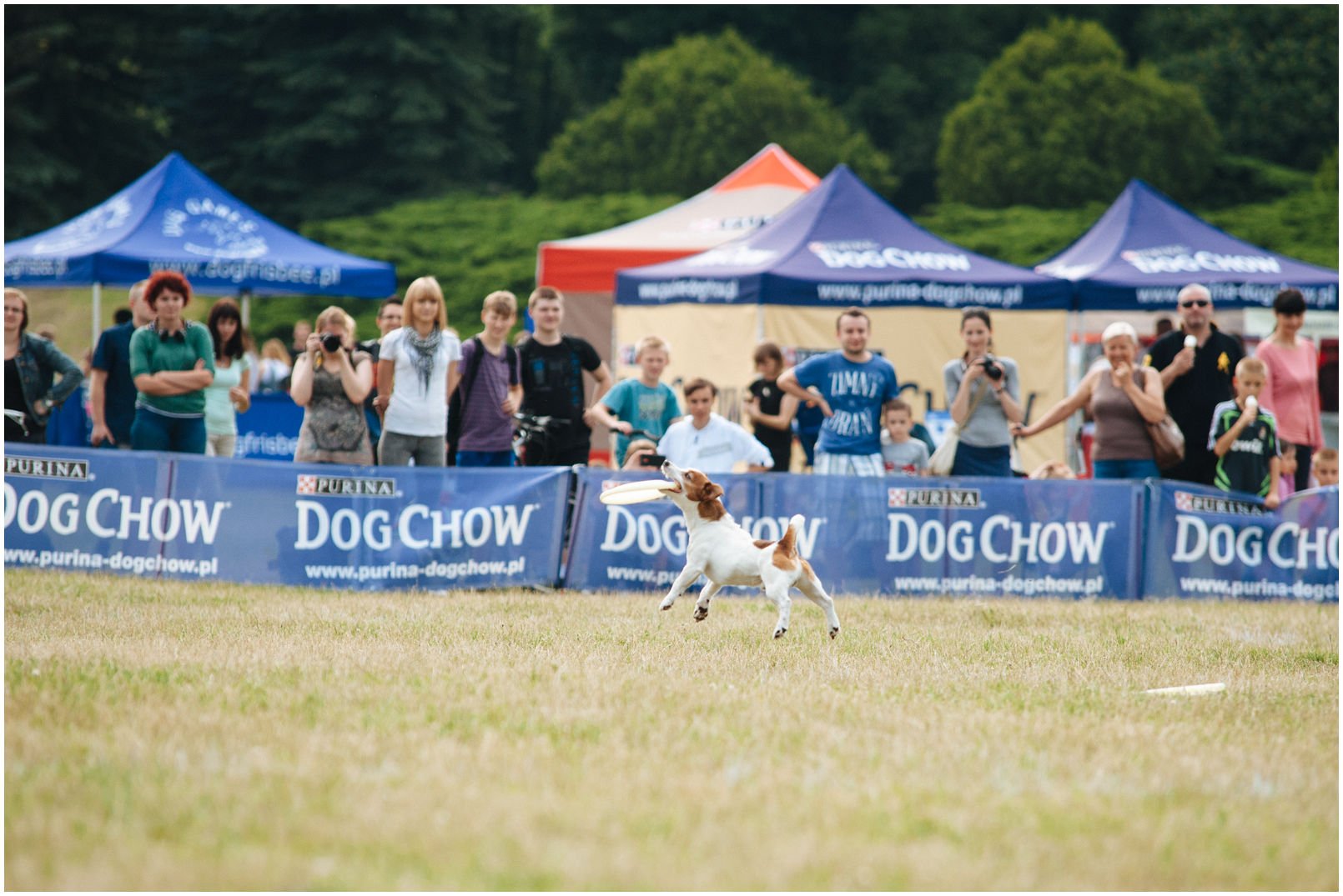 Bronco Bill Drapichrust - Hodowla Jack Russell Terrier Z Todrykowa. Cechy charakterystyczne: dobrze umięśniony, silny pies, pięknie wybarwiony – przekazuje głęboki kolor, doskonały w pracy z człowiekiem, radosny i zrównoważony samiec