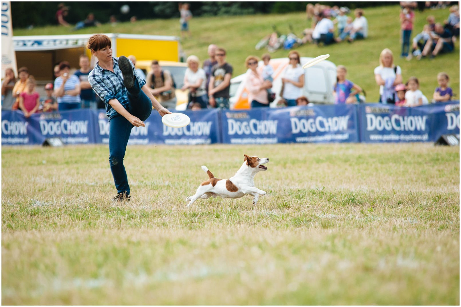 Bronco Bill Drapichrust - Hodowla Jack Russell Terrier Z Todrykowa. Cechy charakterystyczne: dobrze umięśniony, silny pies, pięknie wybarwiony – przekazuje głęboki kolor, doskonały w pracy z człowiekiem, radosny i zrównoważony samiec