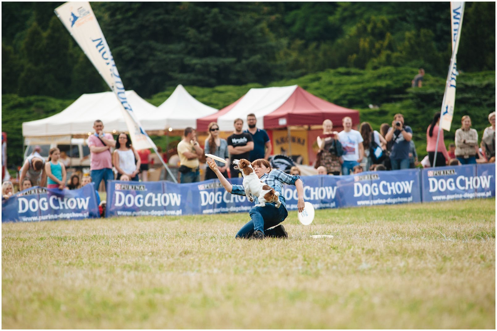 Bronco Bill Drapichrust - Hodowla Jack Russell Terrier Z Todrykowa. Cechy charakterystyczne: dobrze umięśniony, silny pies, pięknie wybarwiony – przekazuje głęboki kolor, doskonały w pracy z człowiekiem, radosny i zrównoważony samiec