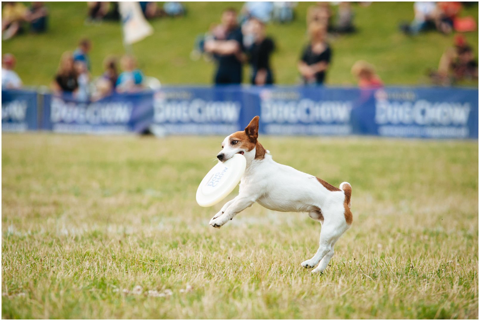 Bronco Bill Drapichrust - Hodowla Jack Russell Terrier Z Todrykowa. Cechy charakterystyczne: dobrze umięśniony, silny pies, pięknie wybarwiony – przekazuje głęboki kolor, doskonały w pracy z człowiekiem, radosny i zrównoważony samiec