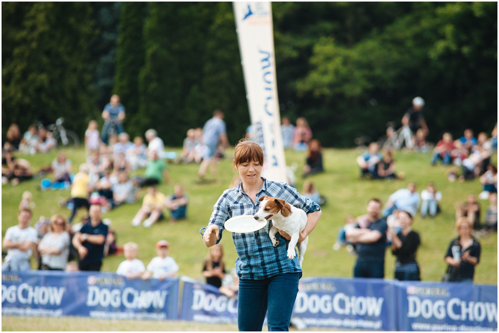 Bronco Bill Drapichrust - Hodowla Jack Russell Terrier Z Todrykowa. Cechy charakterystyczne: dobrze umięśniony, silny pies, pięknie wybarwiony – przekazuje głęboki kolor, doskonały w pracy z człowiekiem, radosny i zrównoważony samiec