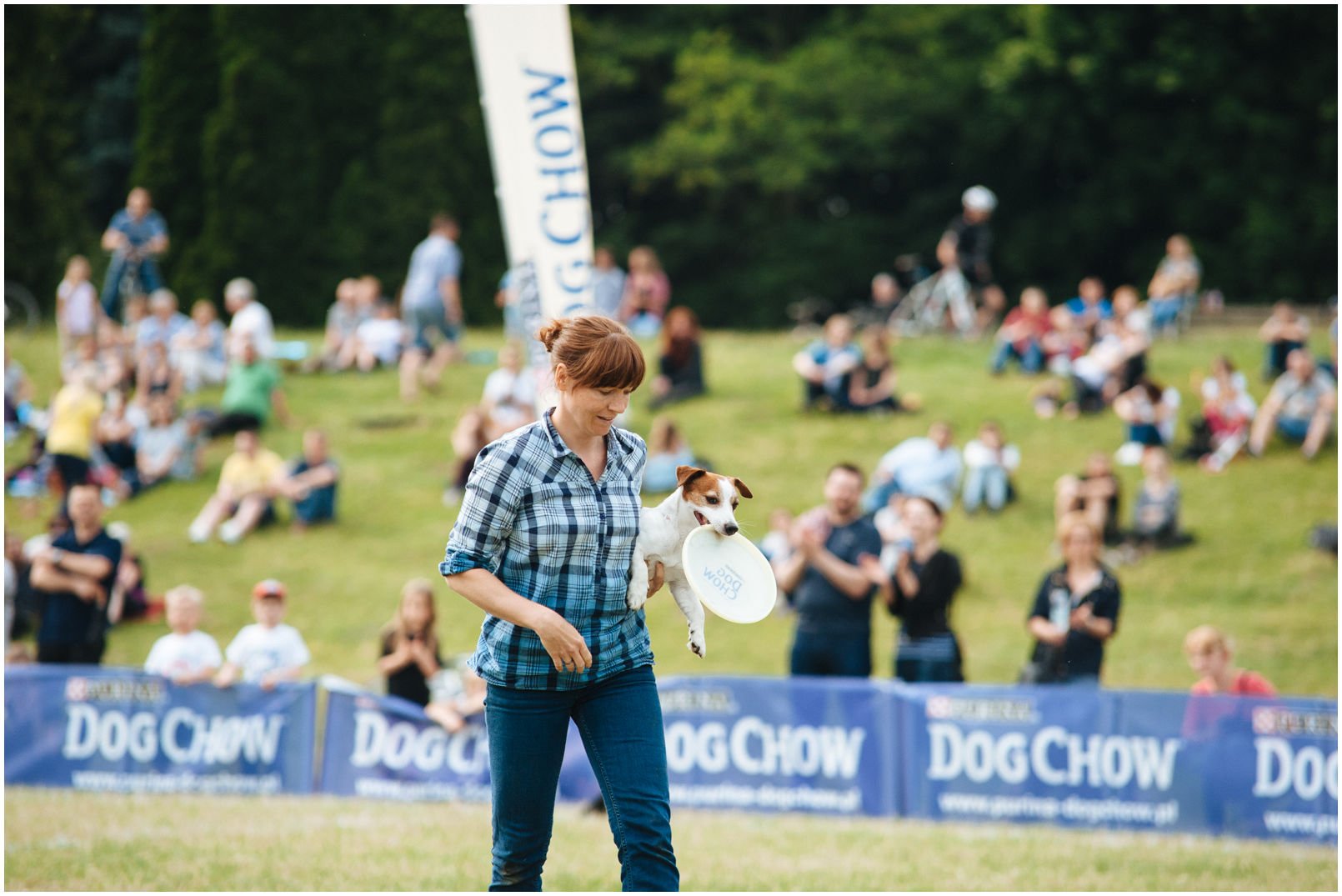 Bronco Bill Drapichrust - Hodowla Jack Russell Terrier Z Todrykowa. Cechy charakterystyczne: dobrze umięśniony, silny pies, pięknie wybarwiony – przekazuje głęboki kolor, doskonały w pracy z człowiekiem, radosny i zrównoważony samiec