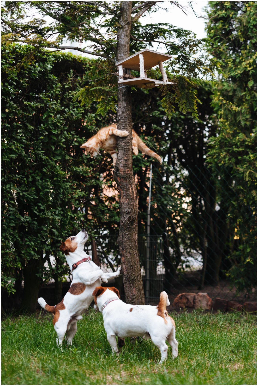 Bronco Bill Drapichrust - Hodowla Jack Russell Terrier Z Todrykowa. Cechy charakterystyczne: dobrze umięśniony, silny pies, pięknie wybarwiony – przekazuje głęboki kolor, doskonały w pracy z człowiekiem, radosny i zrównoważony samiec