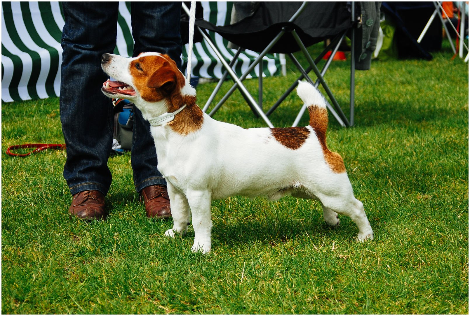 Bronco Bill Drapichrust - Hodowla Jack Russell Terrier Z Todrykowa. Cechy charakterystyczne: dobrze umięśniony, silny pies, pięknie wybarwiony – przekazuje głęboki kolor, doskonały w pracy z człowiekiem, radosny i zrównoważony samiec