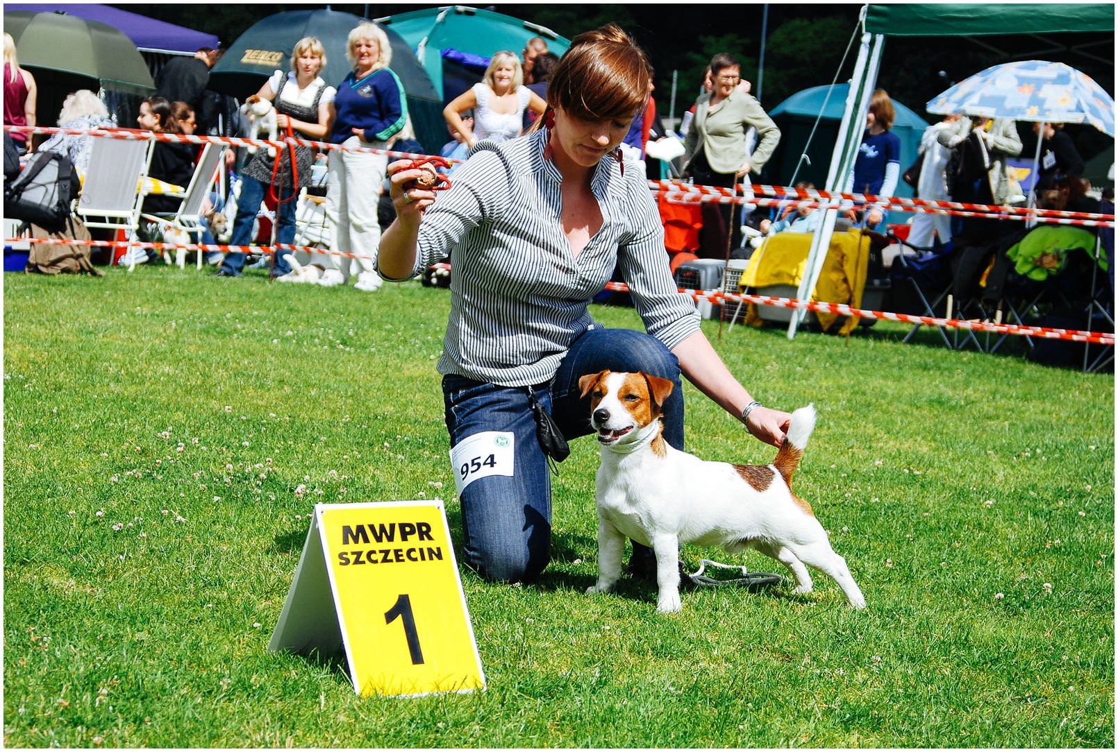 Bronco Bill Drapichrust - Hodowla Jack Russell Terrier Z Todrykowa. Cechy charakterystyczne: dobrze umięśniony, silny pies, pięknie wybarwiony – przekazuje głęboki kolor, doskonały w pracy z człowiekiem, radosny i zrównoważony samiec
