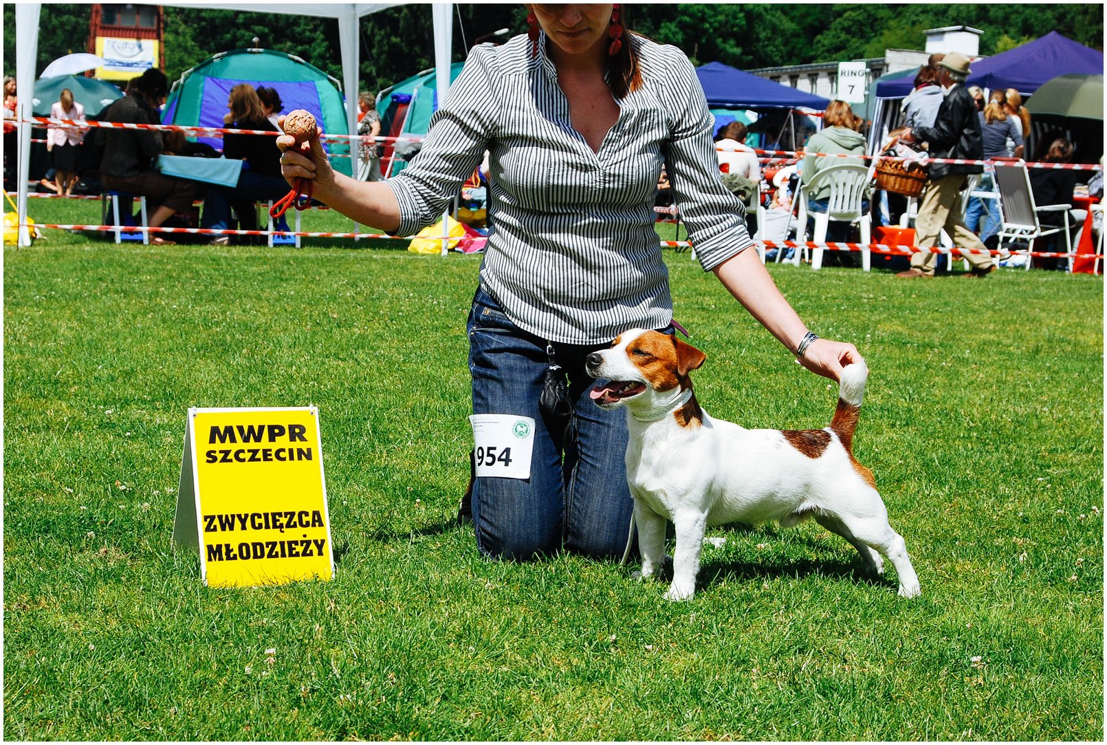 Bronco Bill Drapichrust - Hodowla Jack Russell Terrier Z Todrykowa. Cechy charakterystyczne: dobrze umięśniony, silny pies, pięknie wybarwiony – przekazuje głęboki kolor, doskonały w pracy z człowiekiem, radosny i zrównoważony samiec