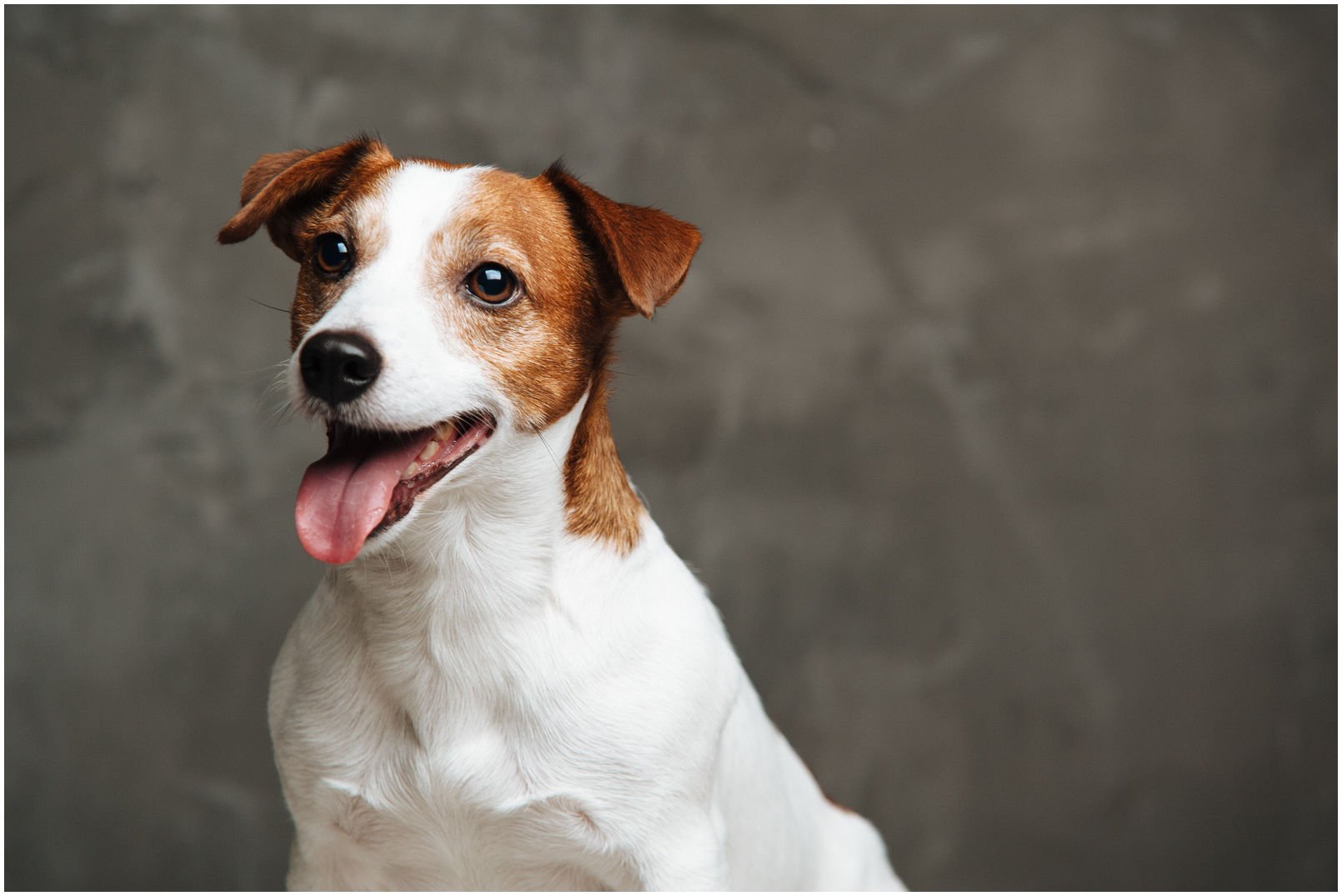 Bronco Bill Drapichrust - Hodowla Jack Russell Terrier Z Todrykowa. Cechy charakterystyczne: dobrze umięśniony, silny pies, pięknie wybarwiony – przekazuje głęboki kolor, doskonały w pracy z człowiekiem, radosny i zrównoważony samiec