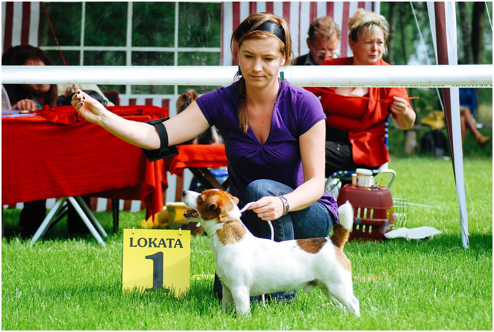 Bronco Bill Drapichrust - Hodowla Jack Russell Terrier Z Todrykowa. Cechy charakterystyczne: dobrze umięśniony, silny pies, pięknie wybarwiony – przekazuje głęboki kolor, doskonały w pracy z człowiekiem, radosny i zrównoważony samiec