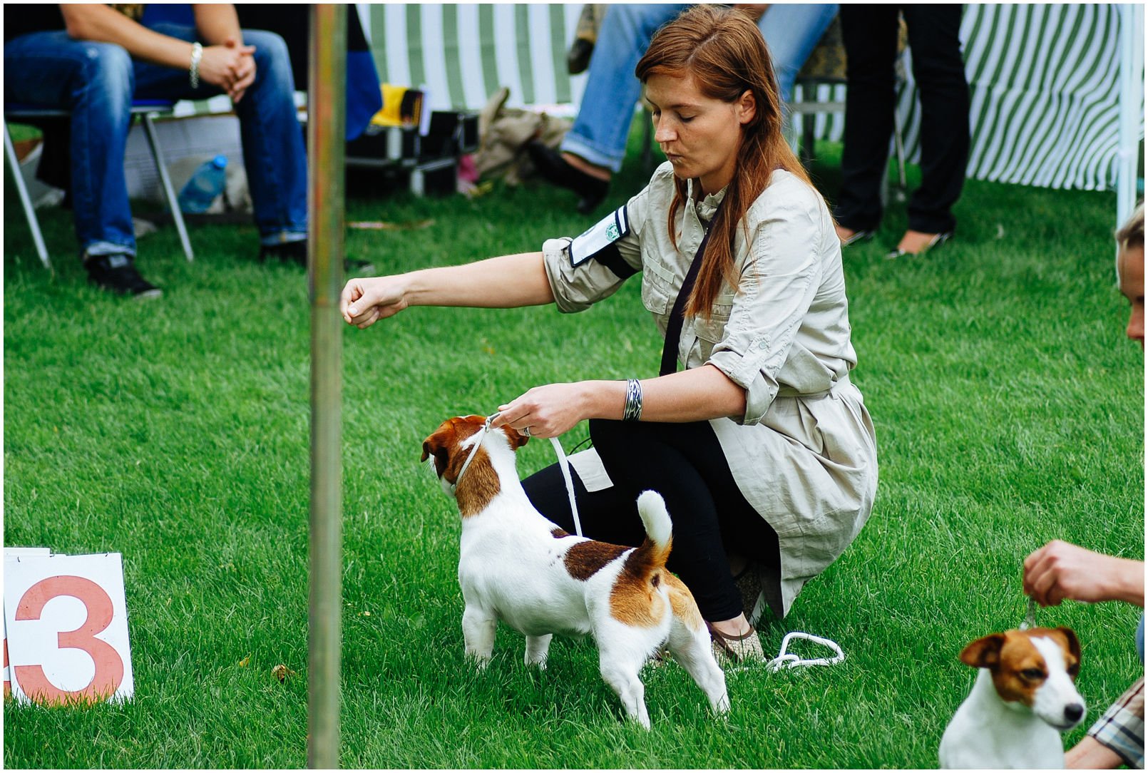 Bronco Bill Drapichrust - Hodowla Jack Russell Terrier Z Todrykowa. Cechy charakterystyczne: dobrze umięśniony, silny pies, pięknie wybarwiony – przekazuje głęboki kolor, doskonały w pracy z człowiekiem, radosny i zrównoważony samiec