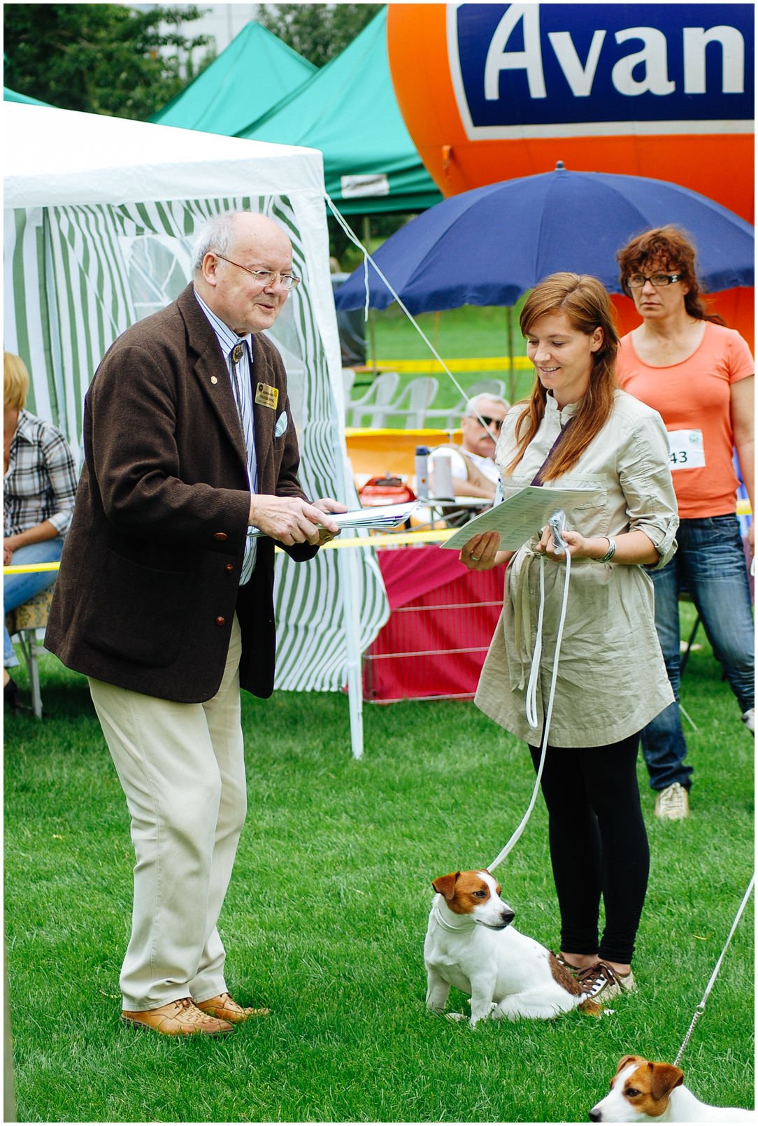 Bronco Bill Drapichrust - Hodowla Jack Russell Terrier Z Todrykowa. Cechy charakterystyczne: dobrze umięśniony, silny pies, pięknie wybarwiony – przekazuje głęboki kolor, doskonały w pracy z człowiekiem, radosny i zrównoważony samiec