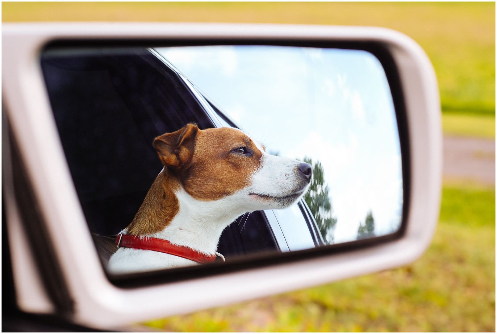 Bronco Bill Drapichrust - Hodowla Jack Russell Terrier Z Todrykowa. Cechy charakterystyczne: dobrze umięśniony, silny pies, pięknie wybarwiony – przekazuje głęboki kolor, doskonały w pracy z człowiekiem, radosny i zrównoważony samiec