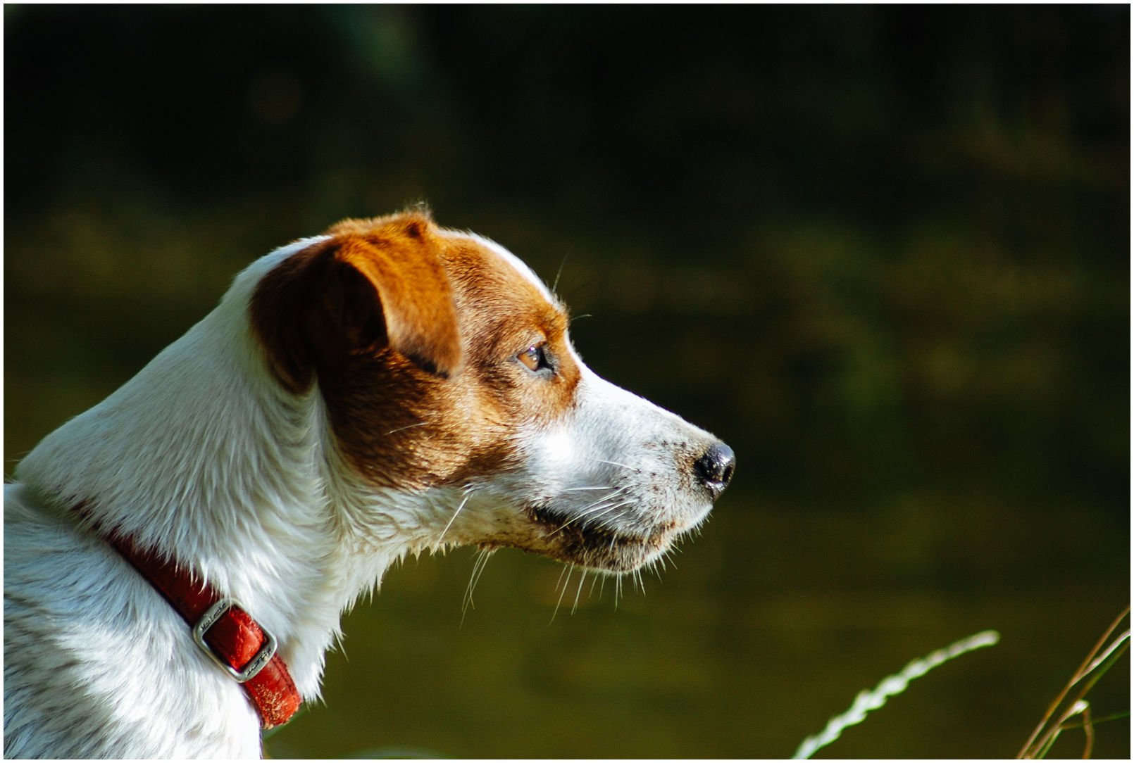 Bronco Bill Drapichrust - Hodowla Jack Russell Terrier Z Todrykowa. Cechy charakterystyczne: dobrze umięśniony, silny pies, pięknie wybarwiony – przekazuje głęboki kolor, doskonały w pracy z człowiekiem, radosny i zrównoważony samiec