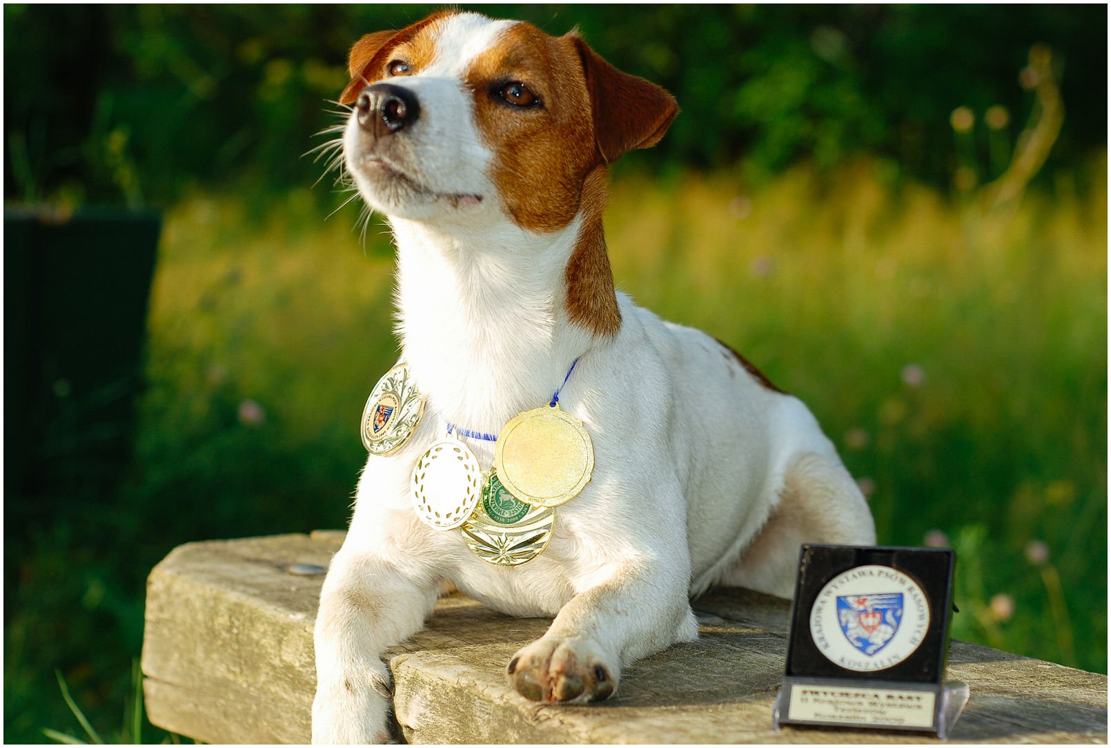 Bronco Bill Drapichrust - Hodowla Jack Russell Terrier Z Todrykowa. Cechy charakterystyczne: dobrze umięśniony, silny pies, pięknie wybarwiony – przekazuje głęboki kolor, doskonały w pracy z człowiekiem, radosny i zrównoważony samiec